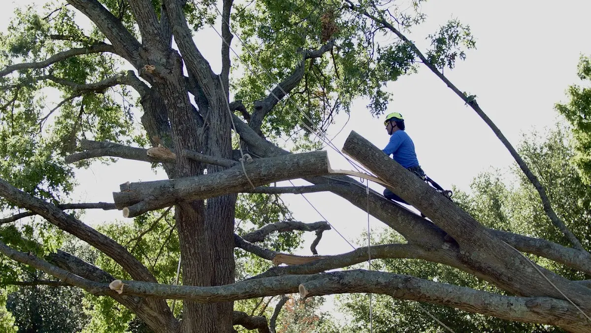 Professional Hazardous Tree Removal performed by certified arborists in Lawrence